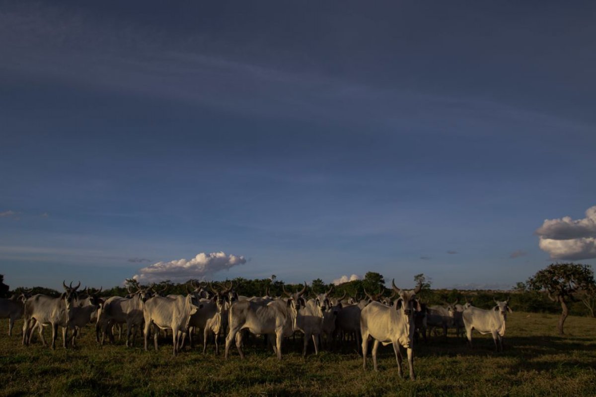 Setor agropecuário projeta crescimento sólido em 2023, impulsionado pelas lavouras