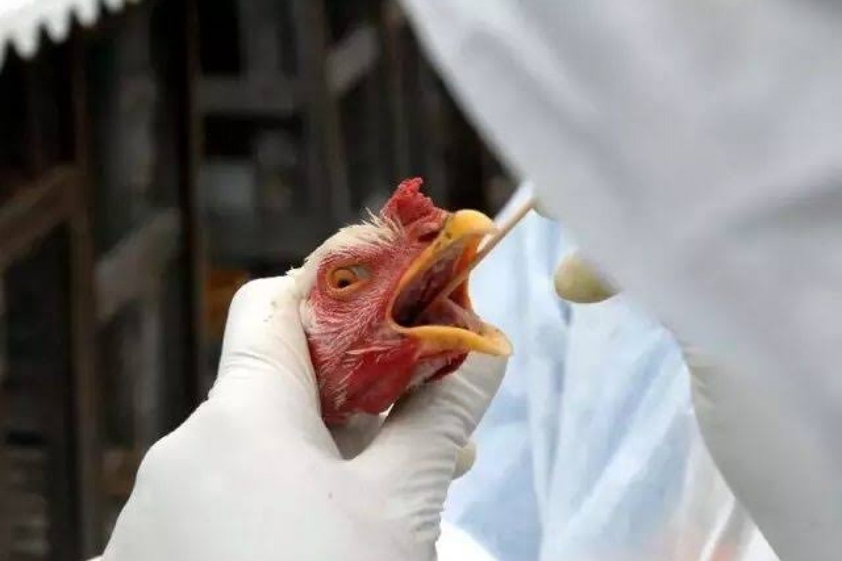 Brasil registra casos de gripe aviária