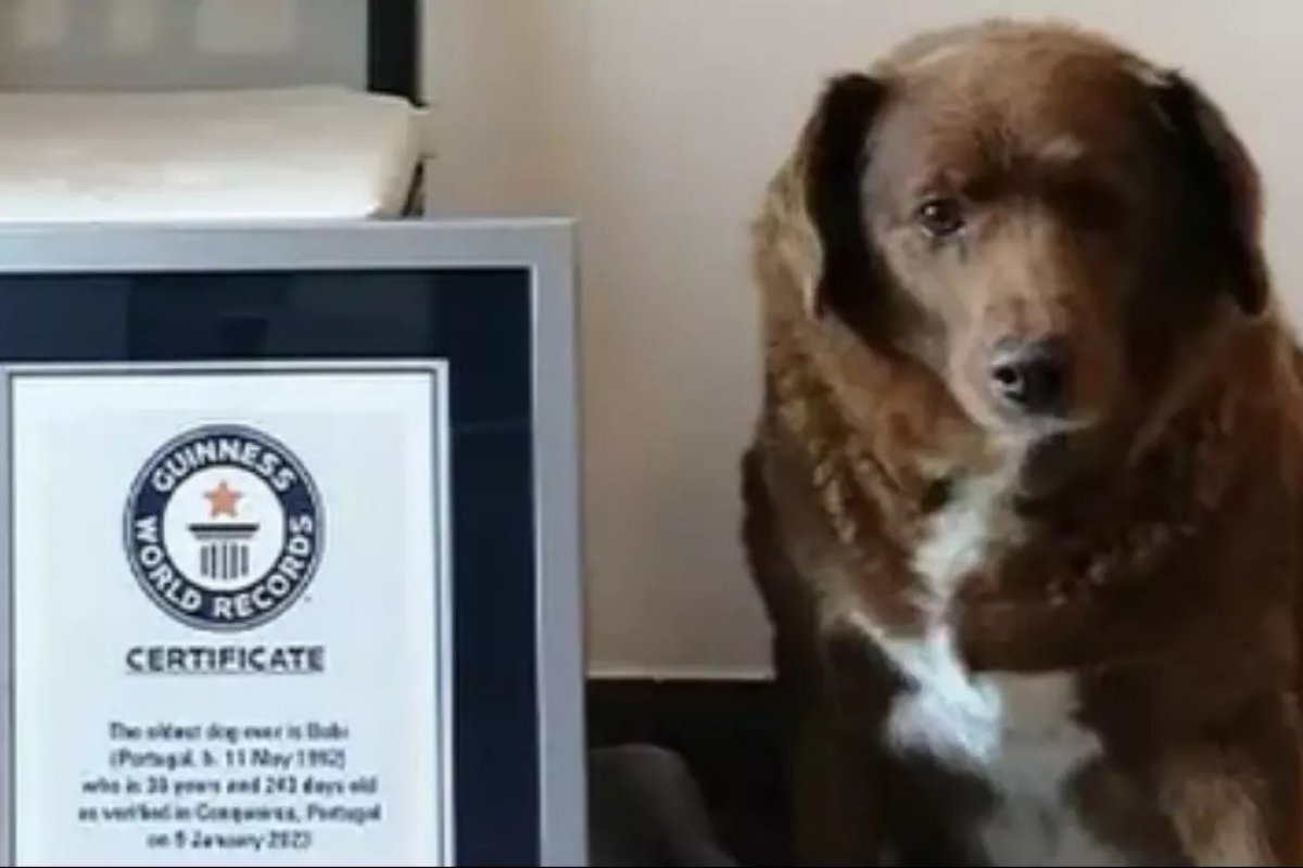 Bobi, o cachorro mais velho do mundo, ganha festa de 31 anos