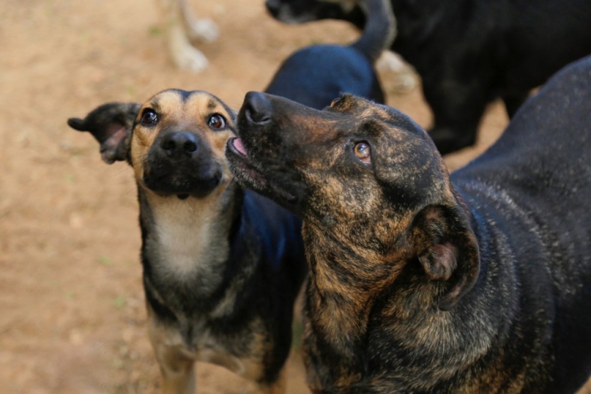 Prefeitura de Cravolândia volta atrás e muda decreto que determinava abate de animais de rua