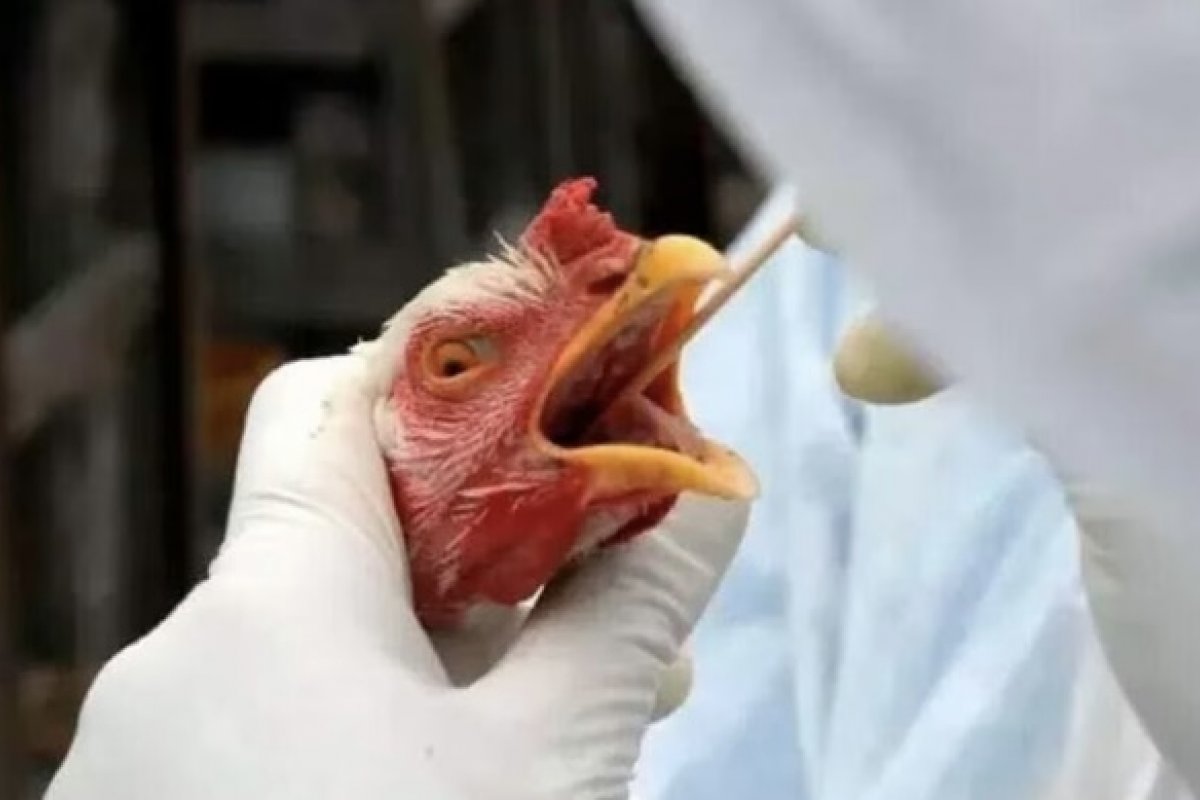 Brasil investiga quatro casos suspeitos de gripe aviária em humanos