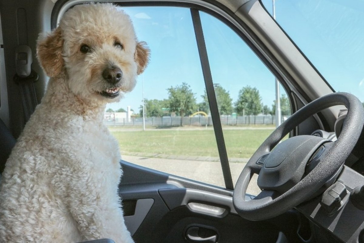 Férias: como viajar com meu cachorro?