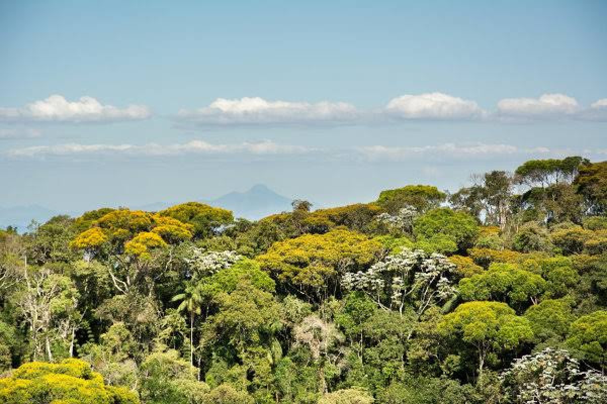 Desflorestamento na Mata Atlântica atinge marca preocupante e lança toneladas de CO2 na atmosfera