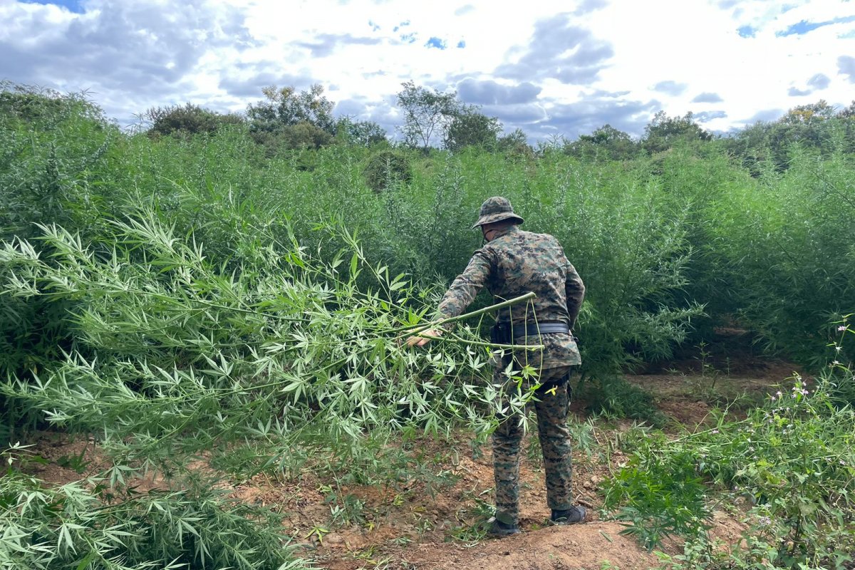 Plantação com cerca de 40 mil pés de maconha é erradicada pela polícia em Xique-xique