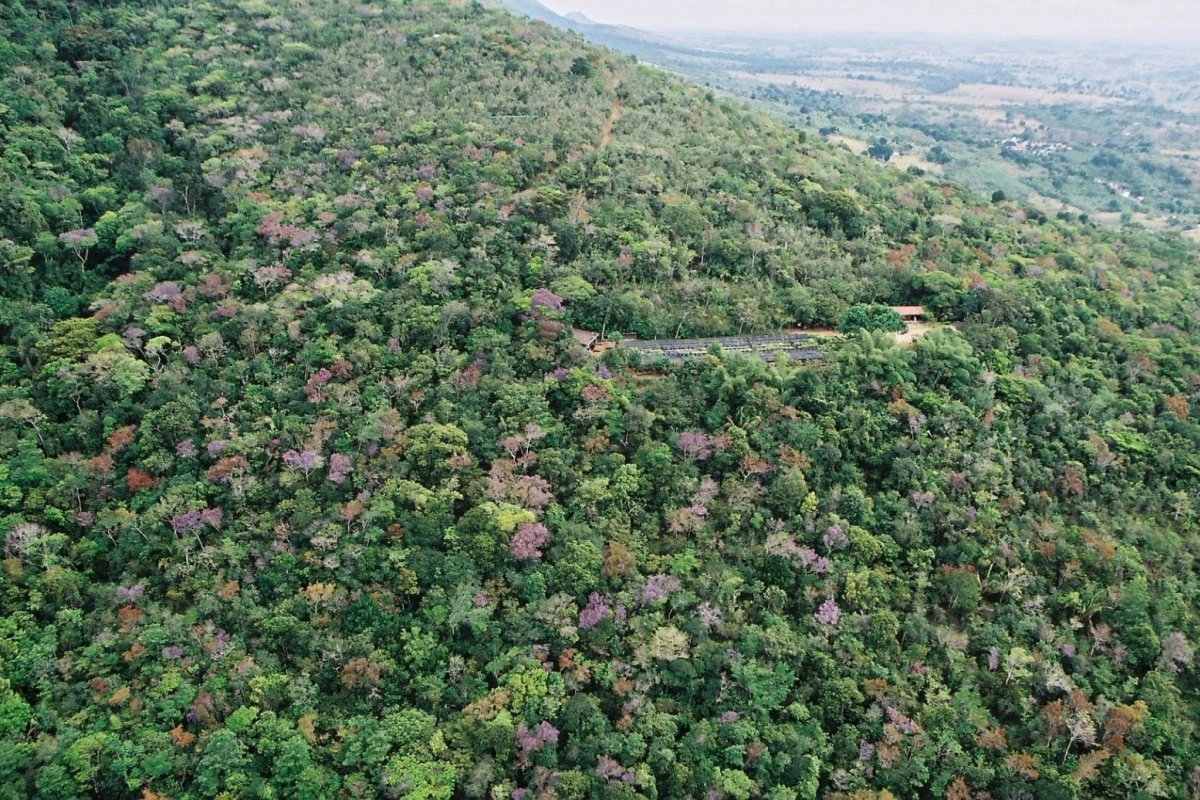 Dia da Mata Atlântica: descoberta de espécie reforça importância de proteção à Serra da Jiboia