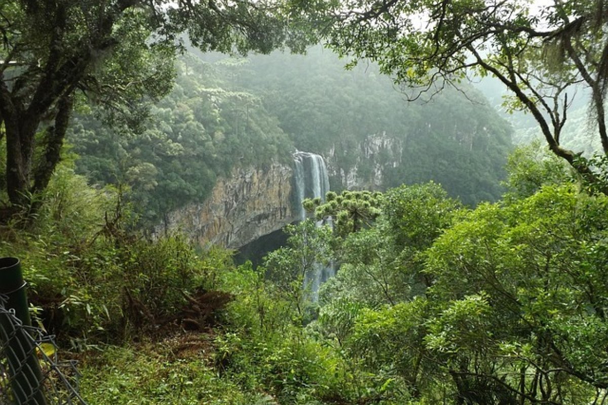 Dia da Mata Atlântica: desmatamento ainda é uma ameaça à floresta tropical