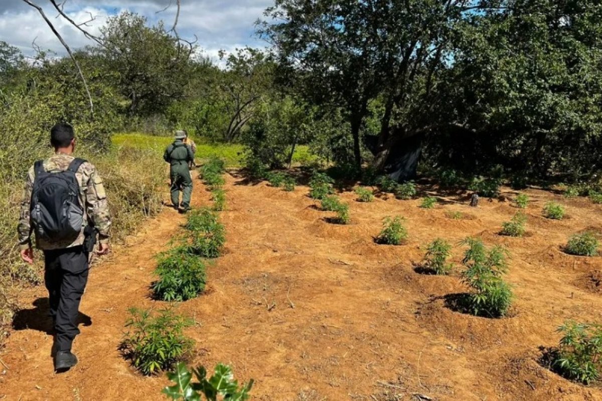 Plantação com cerca de 320 pés de maconha é destruída no norte da Bahia