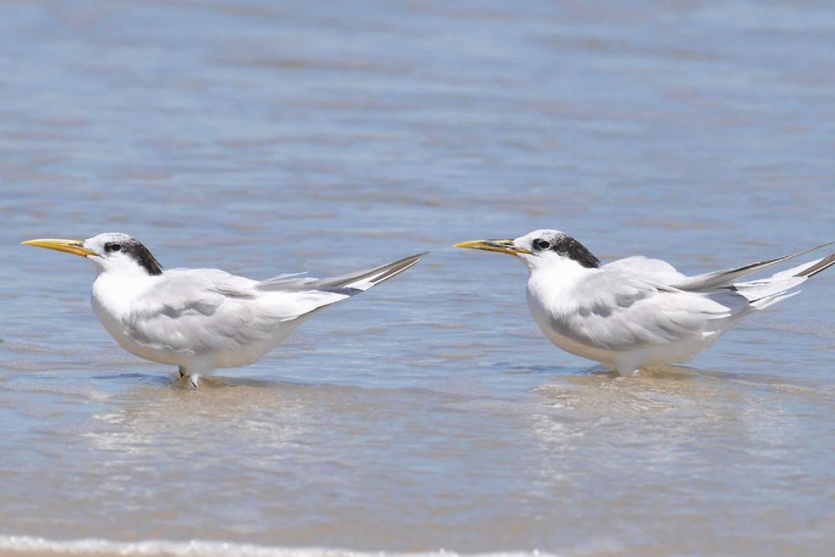 Rio de Janeiro registra terceiro caso de gripe aviária