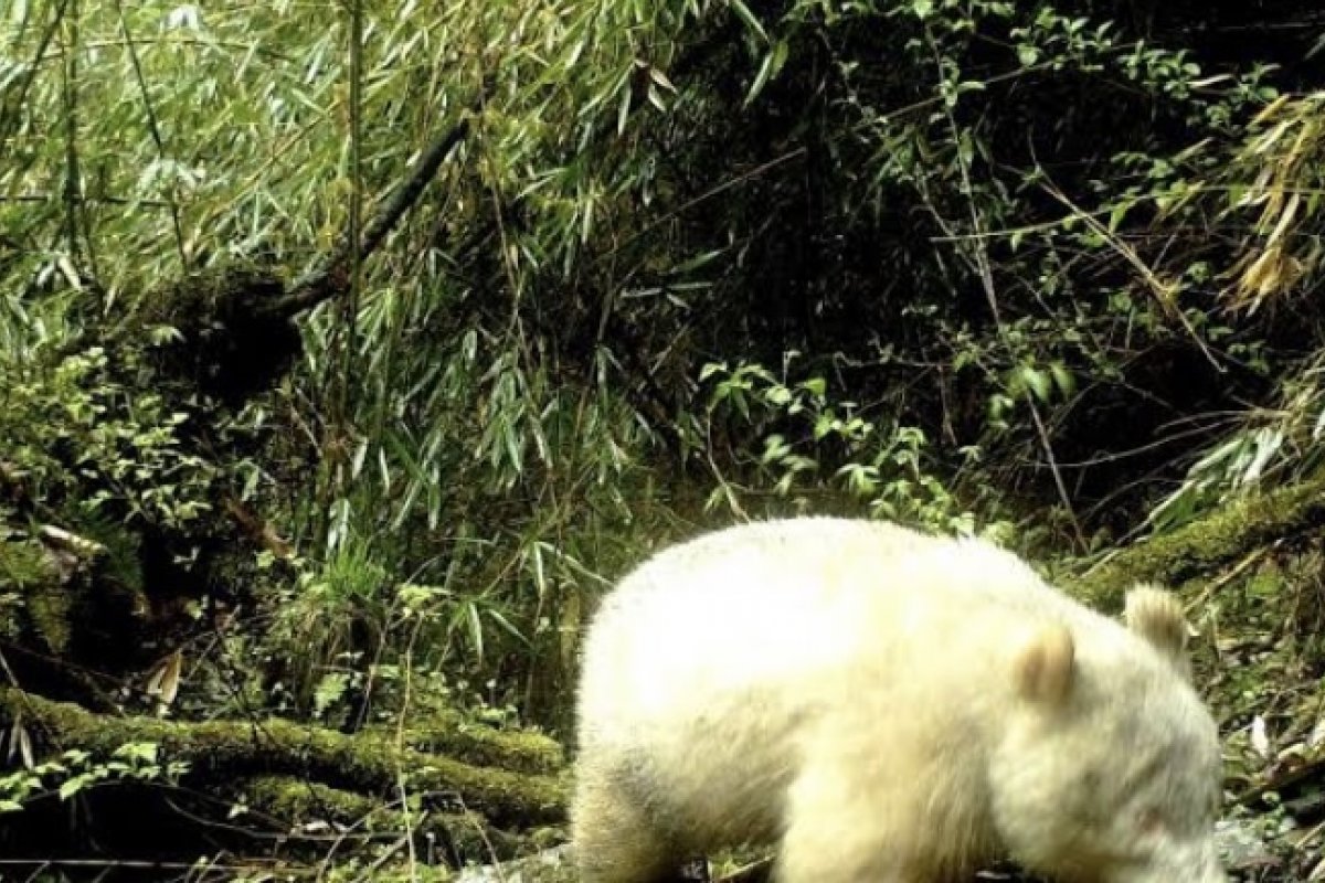 Panda albino é avistado e fotografado pela segunda vez em reserva na China