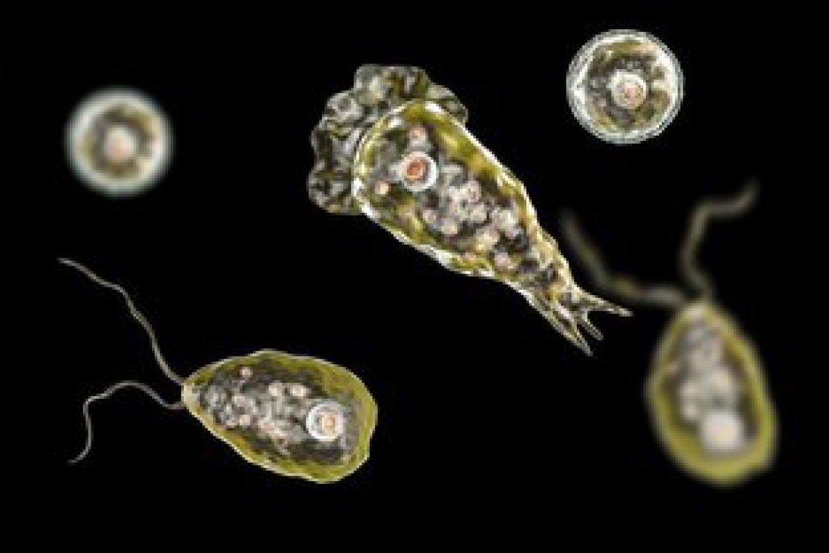 Ameba "comedora de cérebro" representa ameaça aos estados do norte dos EUA devido às mudanças climáticas