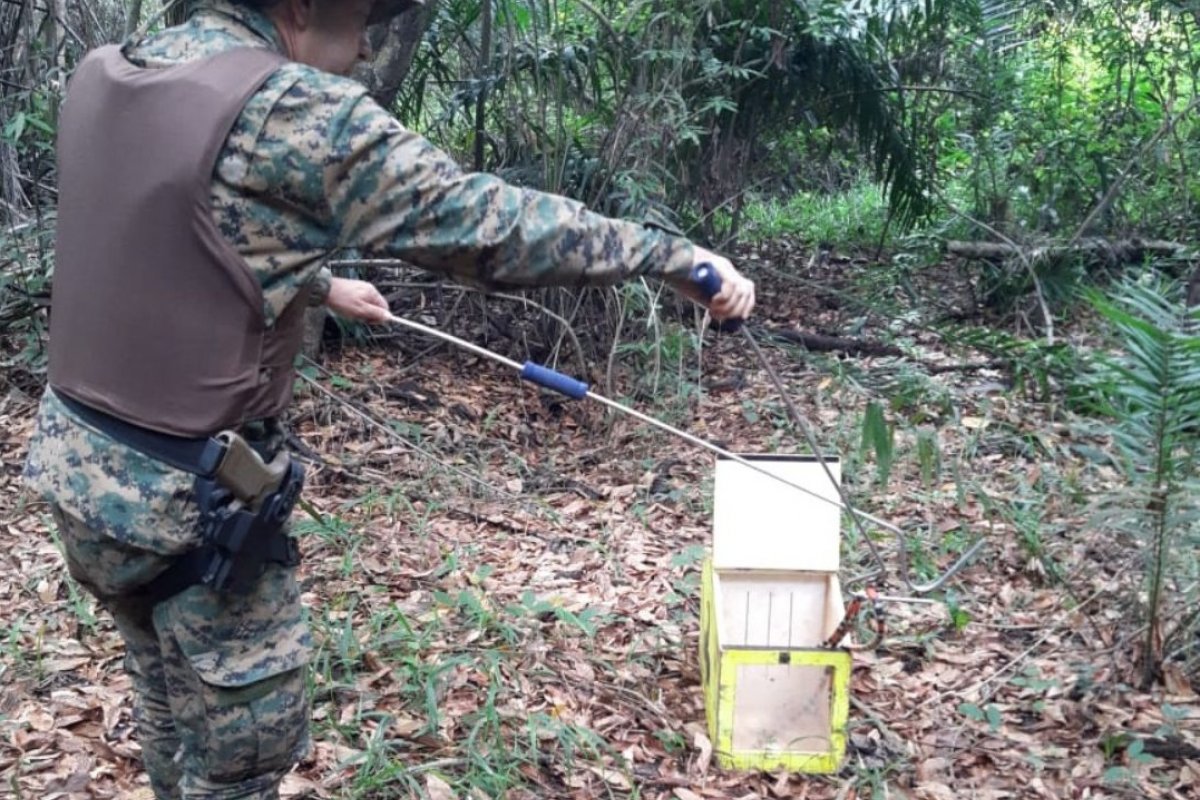 Cobras corais são resgatadas em Lençóis