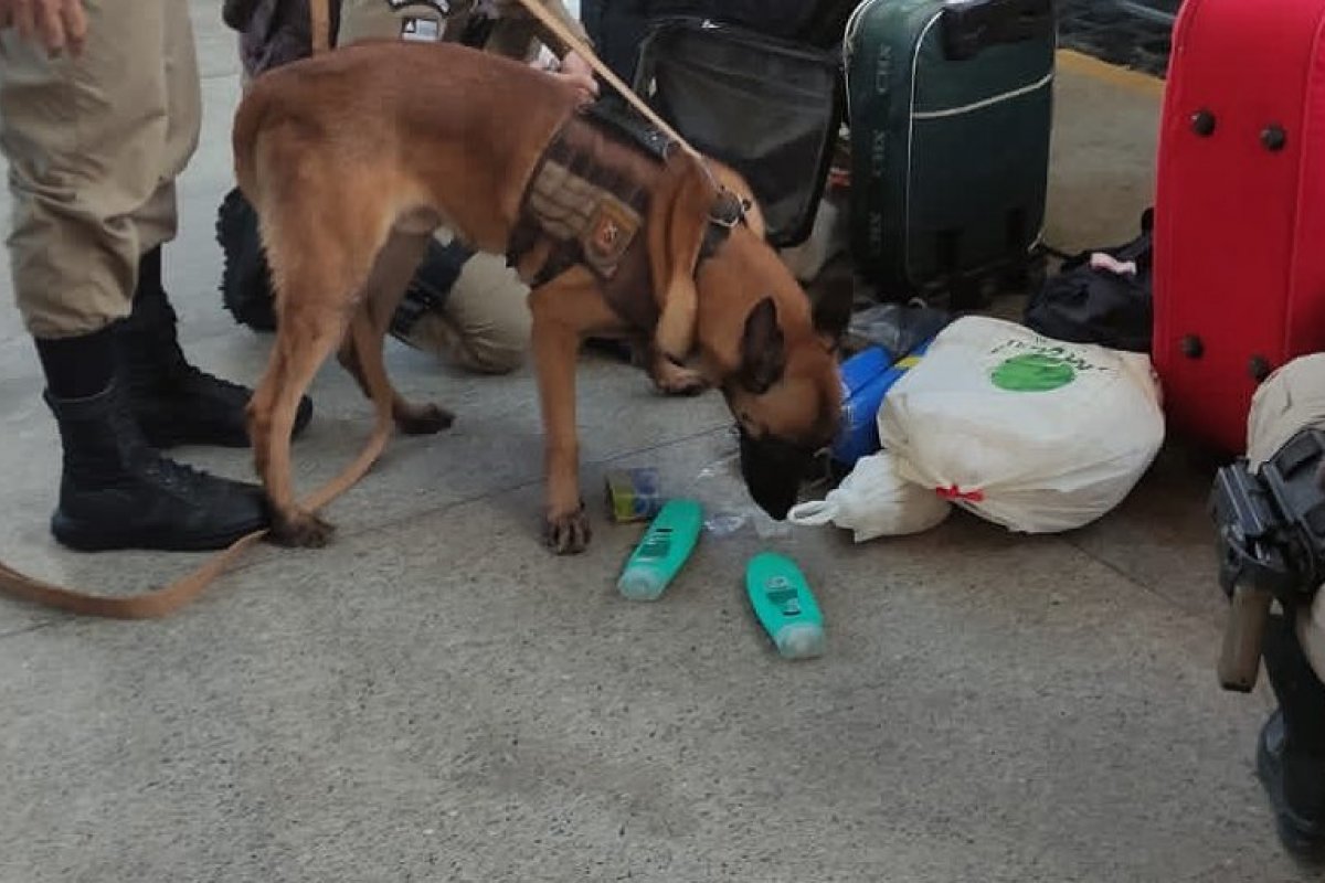 Cão policial encontra drogas em terminal rodoviário de Itabuna