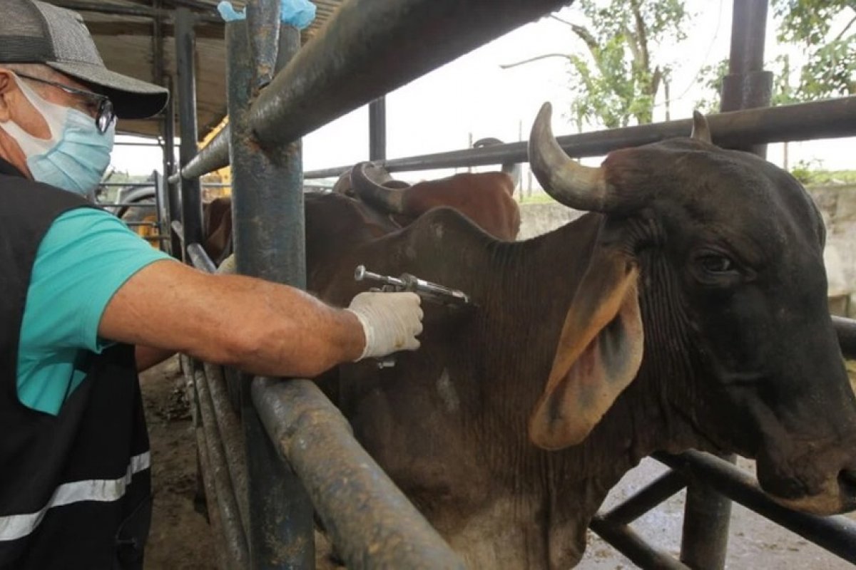 Criadores de gado e bubalinos têm até esta quarta (31) para vacinar rebanho contra Febre Aftosa