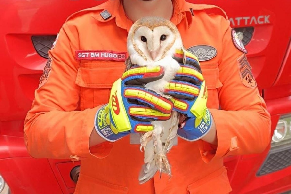 Bombeiros resgatam coruja encontrada dentro de residência no sul da Bahia