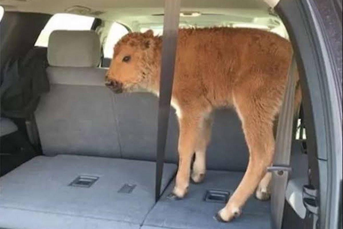 Turista americano é condenado após salvar filhote de bisão em Yellowstone
