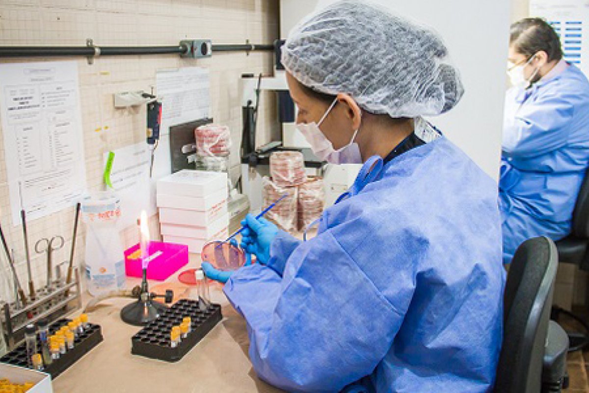 Candida auris: Pernambuco confirma mais dois casos do fungo