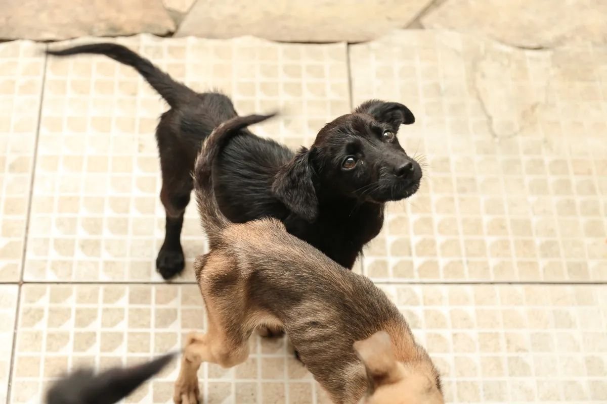 Cães abandonados sofrem maus-tratos em casa de Salvador; investigação segue em andamento