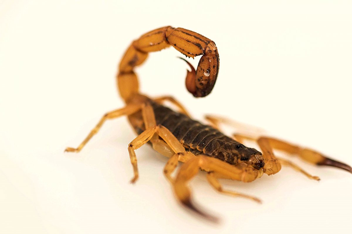 Número de picadas de escorpião quase duplica em município da Bahia