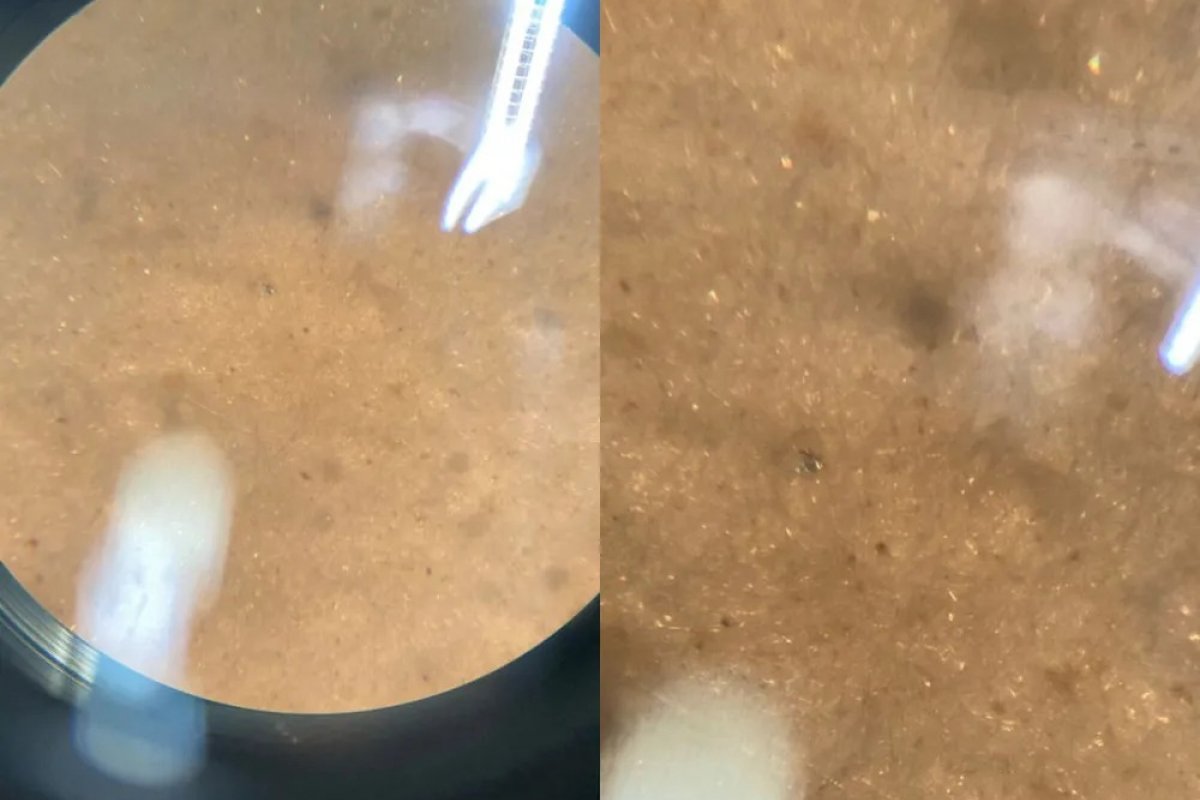 Pesquisadores identificam glitter e microplástico em ostras e mariscos após carnaval