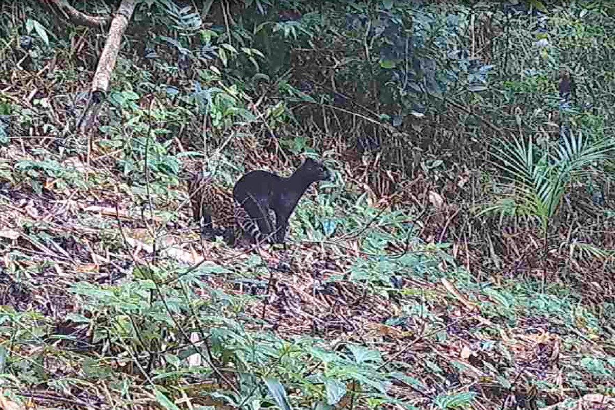 Raro registro de gato-do-mato-pequeno melânico e filhote com coloração comum na Mata Atlântica