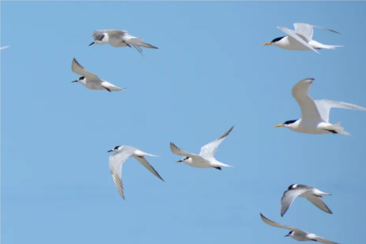 Bahia tem primeiro caso de gripe aviária registrado