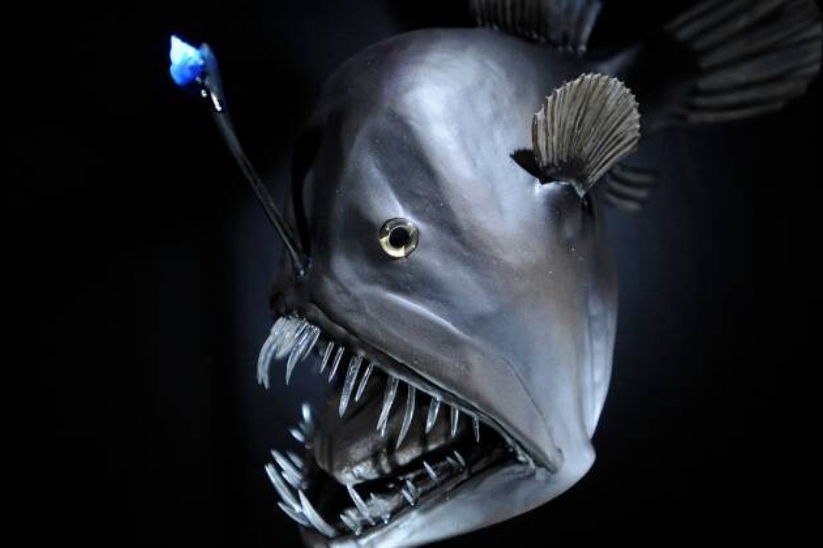 Dia Mundial dos Oceanos: Conheça as 7 espécies marinhas mais exóticas do mundo