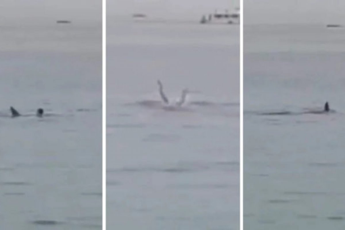Vídeo: Tubarão-tigre que atacou e matou turista é capturado no Egito