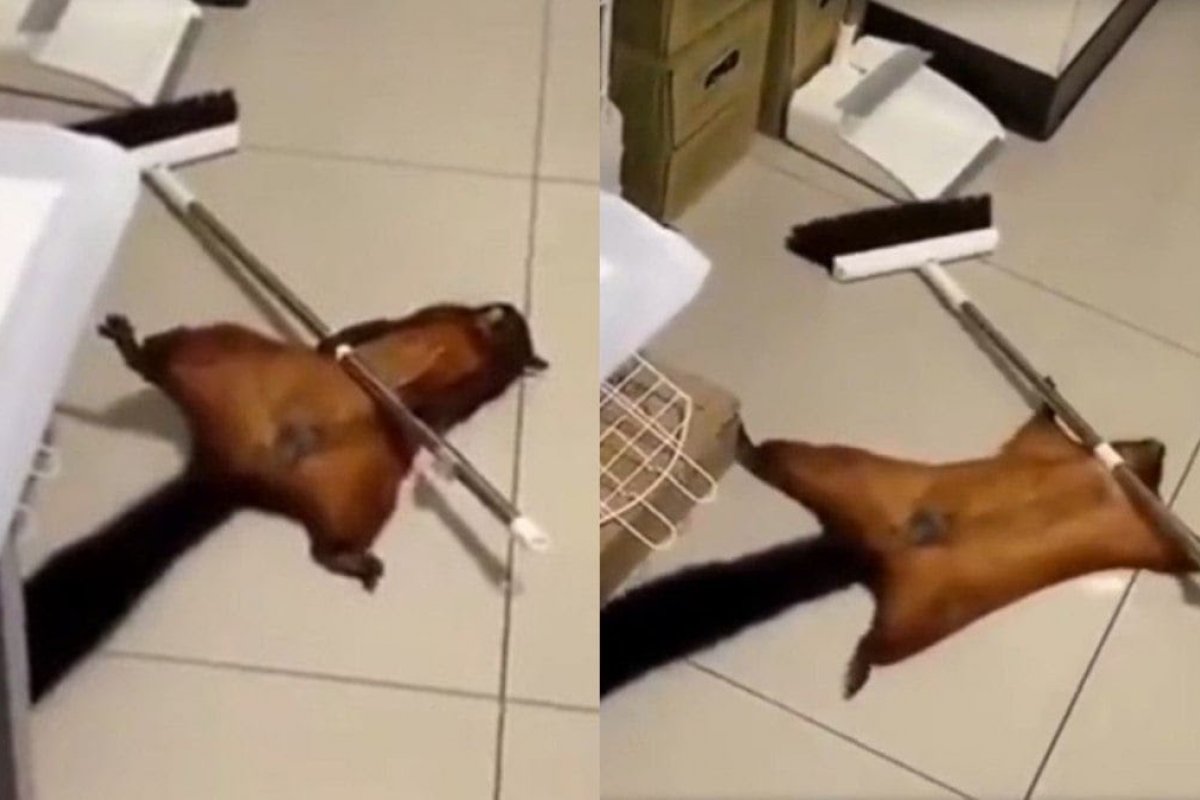 Vídeo: esquilo viraliza na internet ao usar cabo de vassoura para fingir que morreu
