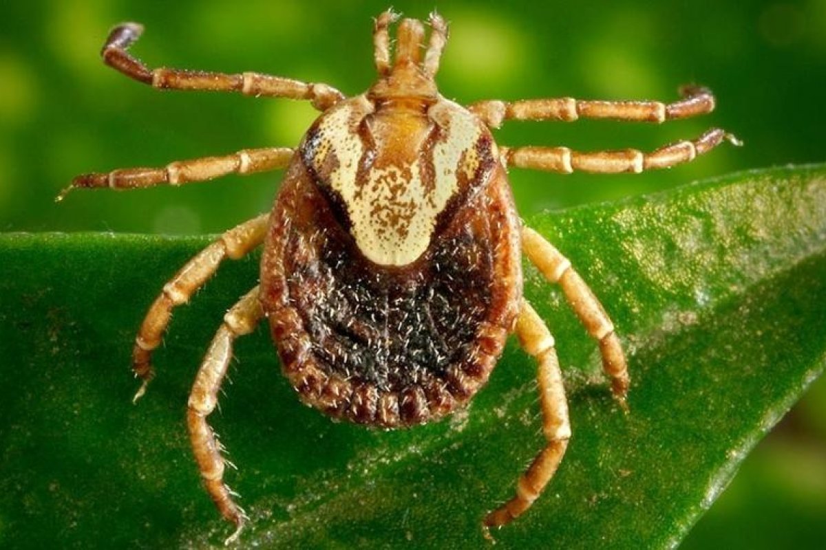 Campinas investiga mais uma morte por suspeita de febre maculosa