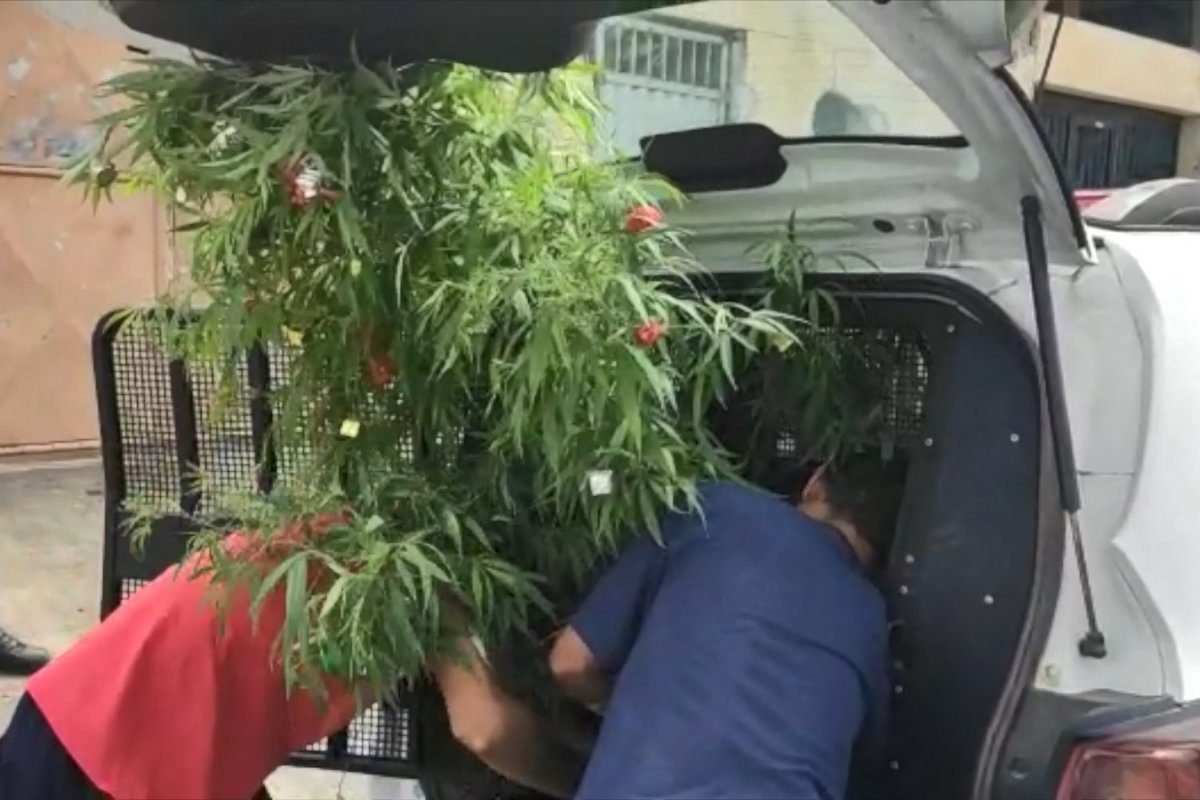 Árvore de Natal de maconha é apreendida dentro de uma residência