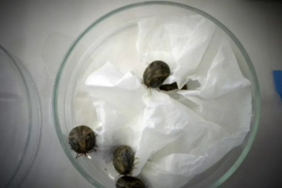 Proteína pode ajudar no desenvolvimento de vacina contra febre maculosa