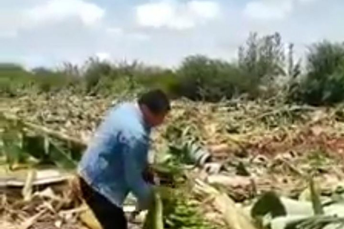 Vídeo: Homem denuncia destruição de plantações em acampamento desocupado na Bahia