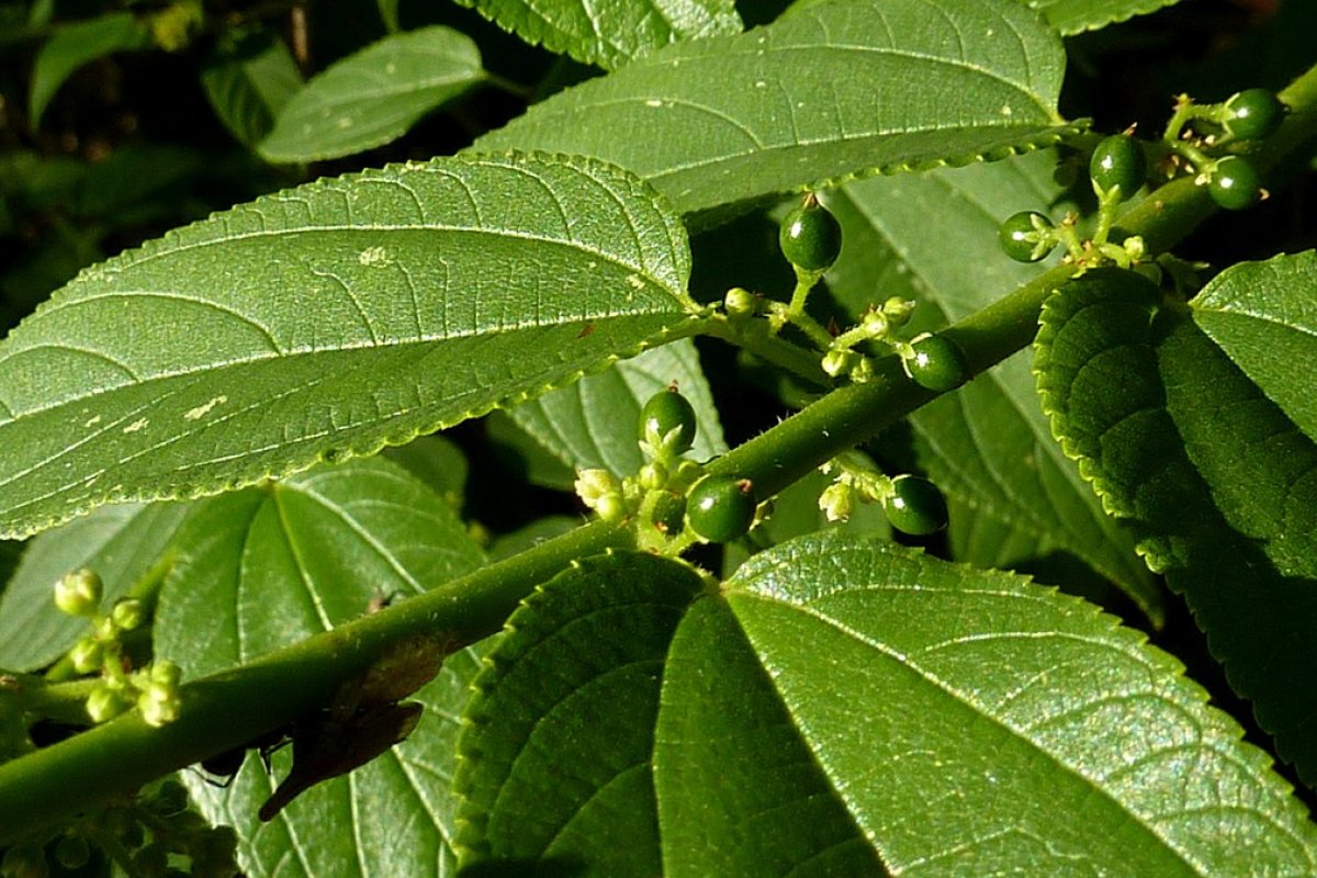 Planta brasileira que produz canabidiol sem alucinógeno também é utilizada na produção de papel e pólvora