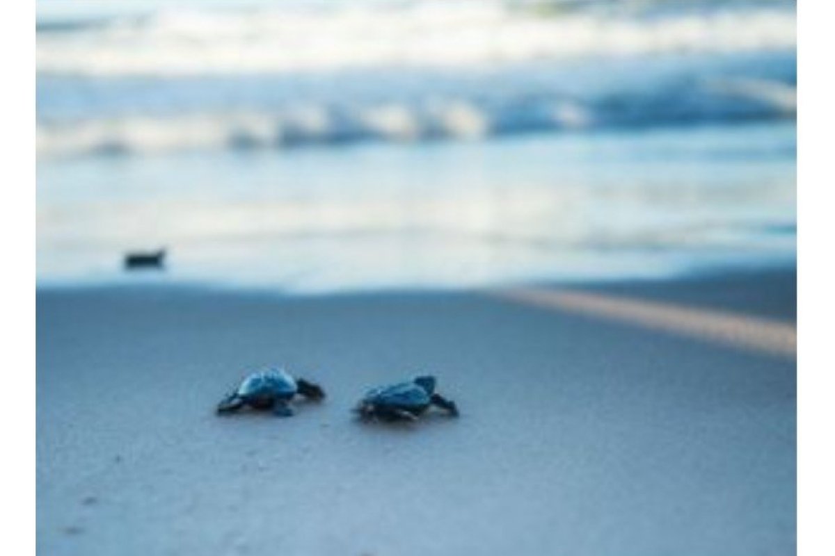 Aviva comemora o Dia Mundial da Tartaruga Marinha com 23 anos de parceria com projeto de preservação da espécie!