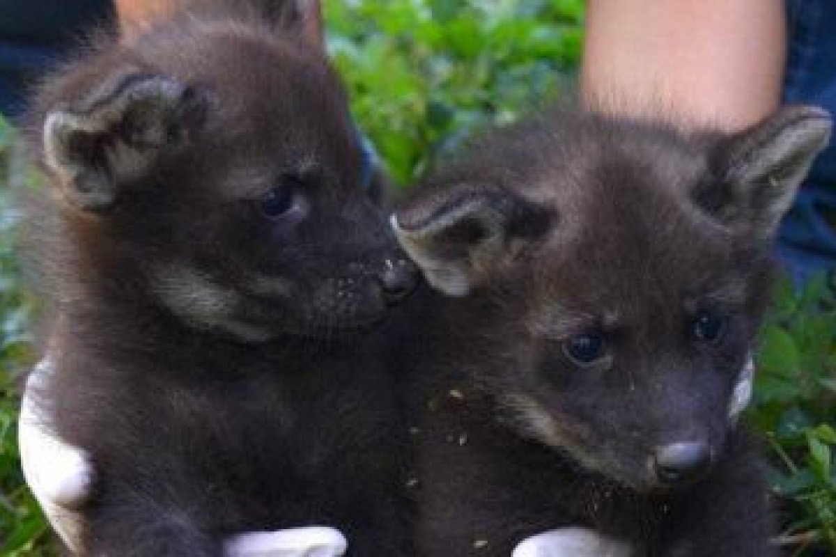 Filhotes de lobo-guará nascem em parque no oeste da Bahia