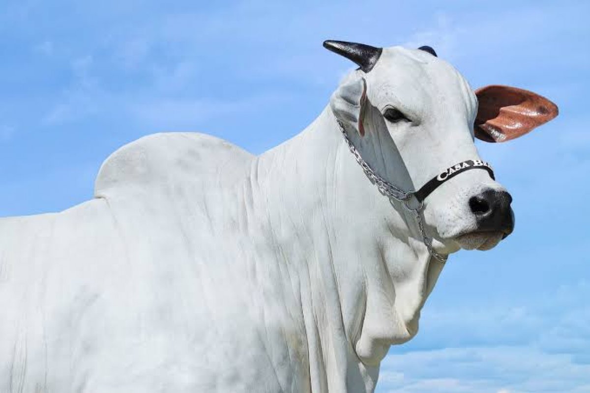 Recorde mundial: vaca Nelore atinge preço histórico em leilão, com valor final de R$ 20,9 milhões