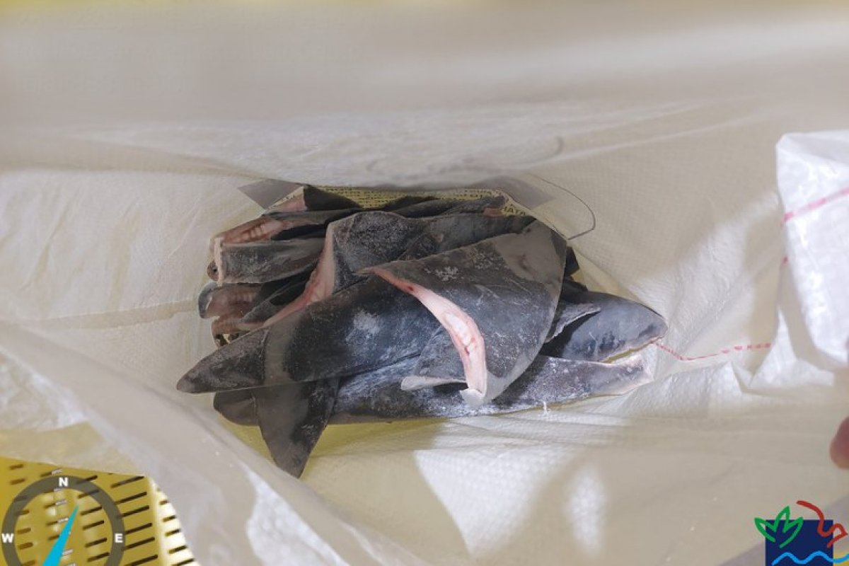 Ibama realiza maior apreensão mundial de barbatanas de tubarão com origem irregular