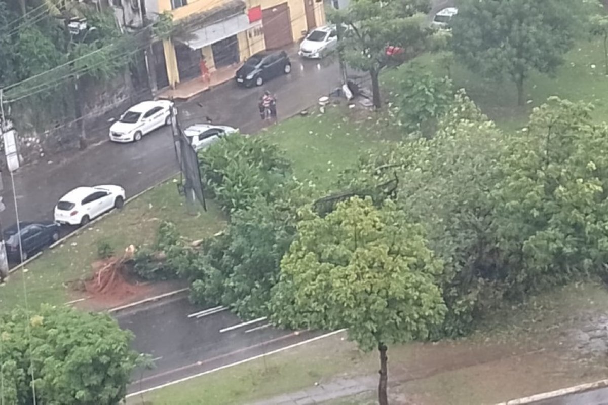 Árvore cai e bloqueia faixa da Avenida Garibaldi, em Salvador
