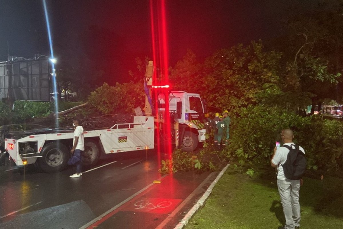 Seman remove árvore que caiu na Av. Garibaldi e deixou pista interditada