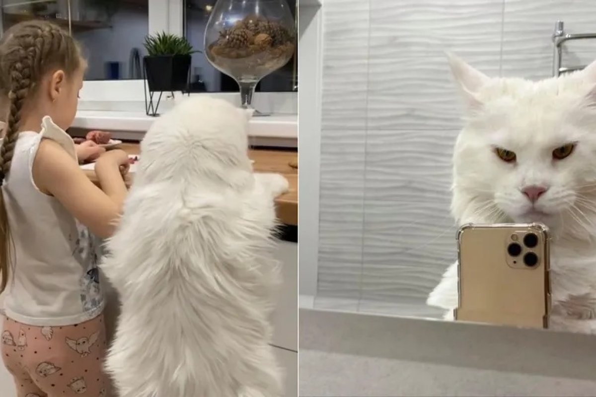 Na Rússia, gato do tamanho de uma criança viraliza nas redes sociais