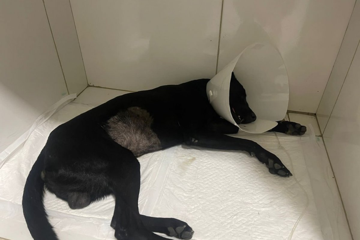 Homem suspeito de agredir cachorro a pauladas é preso em Itaberaba