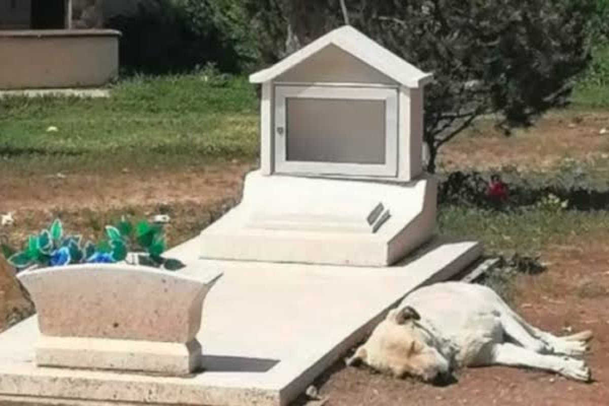Cachorro mexicano emociona ao permanecer fiel ao lado do túmulo do tutor falecido