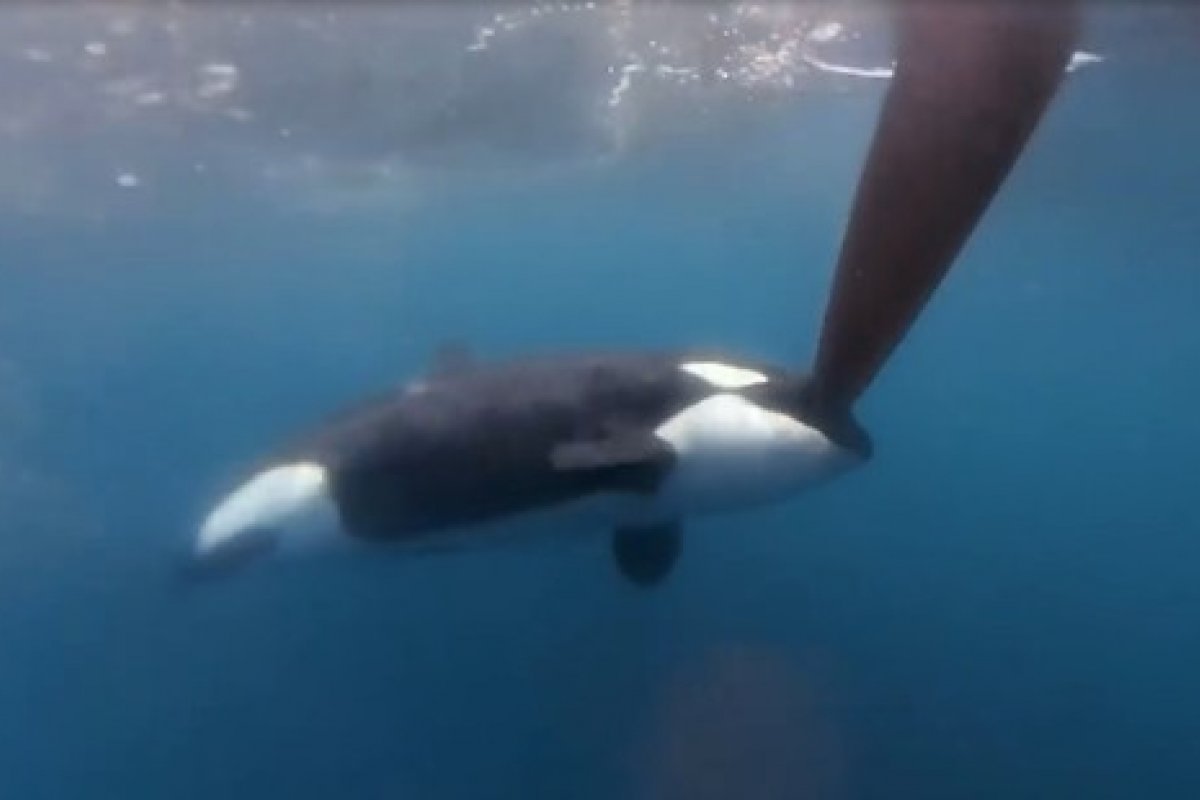 Frota de barcos da The Ocean Race é atingida por orcas