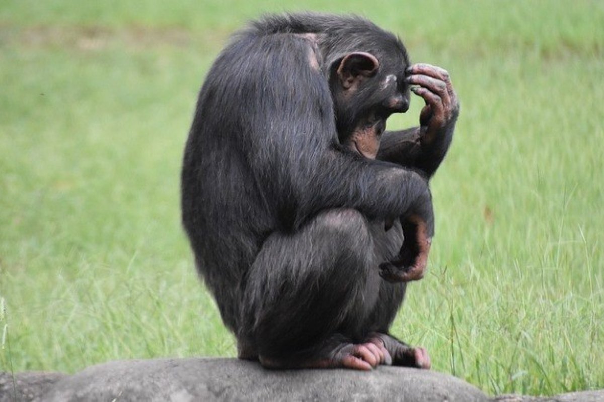 Chimpanzés demonstram capacidade de raciocínio modal em novo estudo