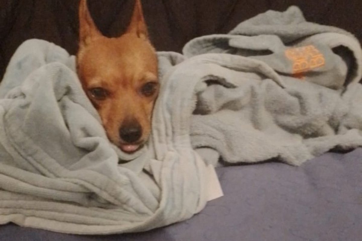 Com audição sensível, pets sofrem com fogos de artifício no São João!