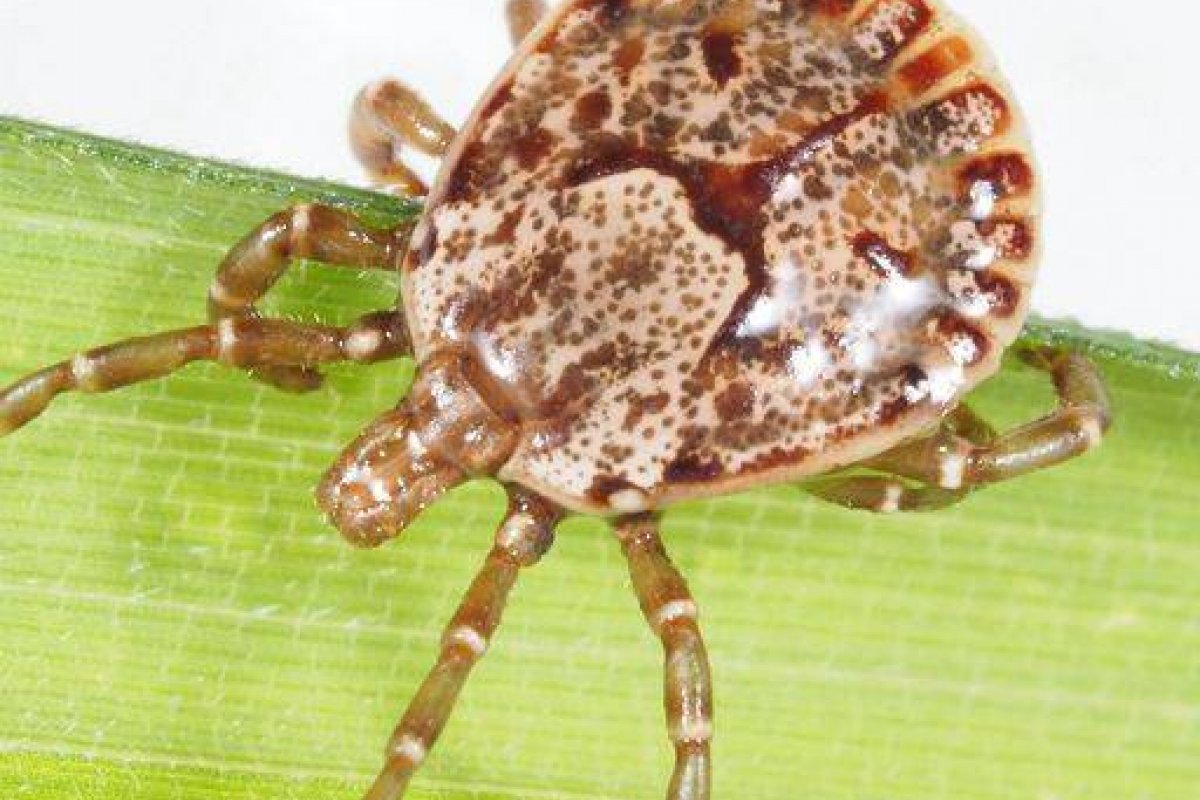 Japão confirma primeira morte pela infecção do vírus Oz no mundo