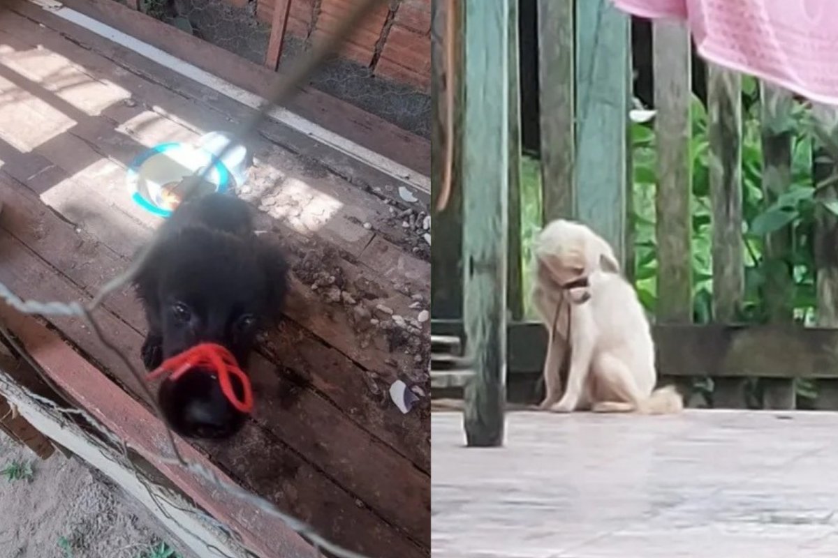Homem é preso por maus-tratos após manter cães amarrados pelo focinho durante 12 meses
