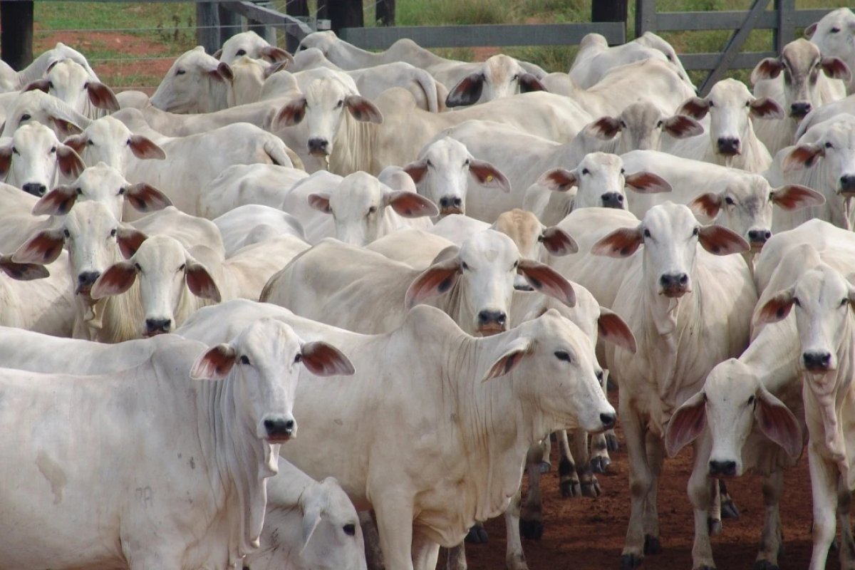 China libera entrada de carne brasileira que estava retida por caso de vaca louca