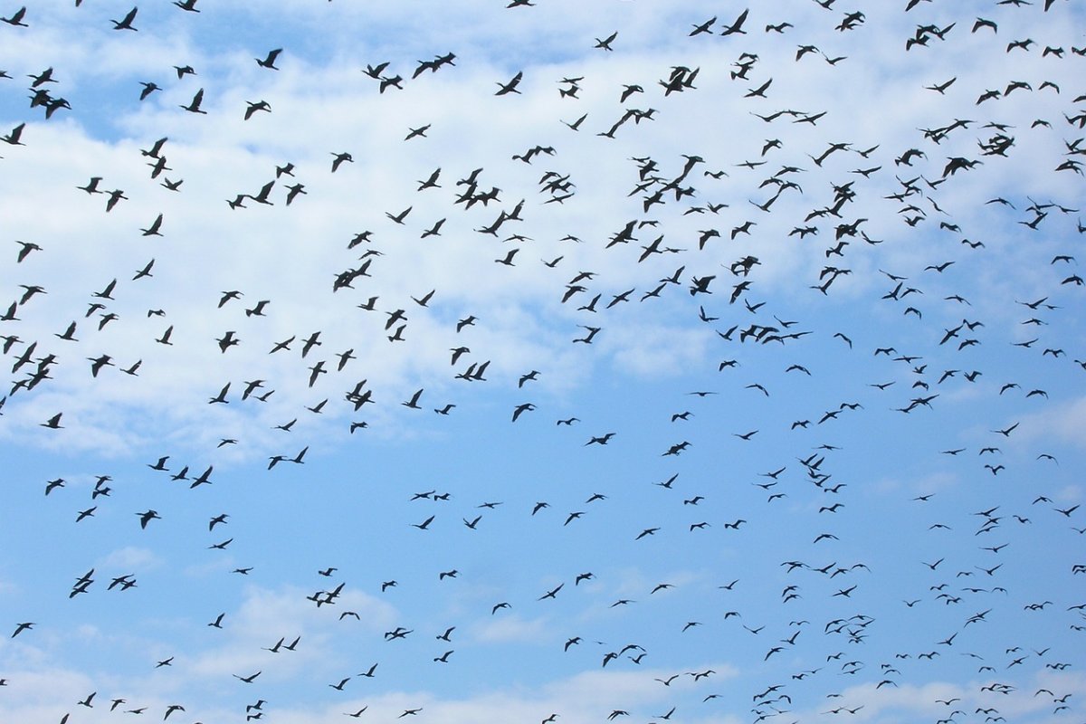 Sobe para 50 número de focos de gripe aviária do subtipo H5N1 no Brasil