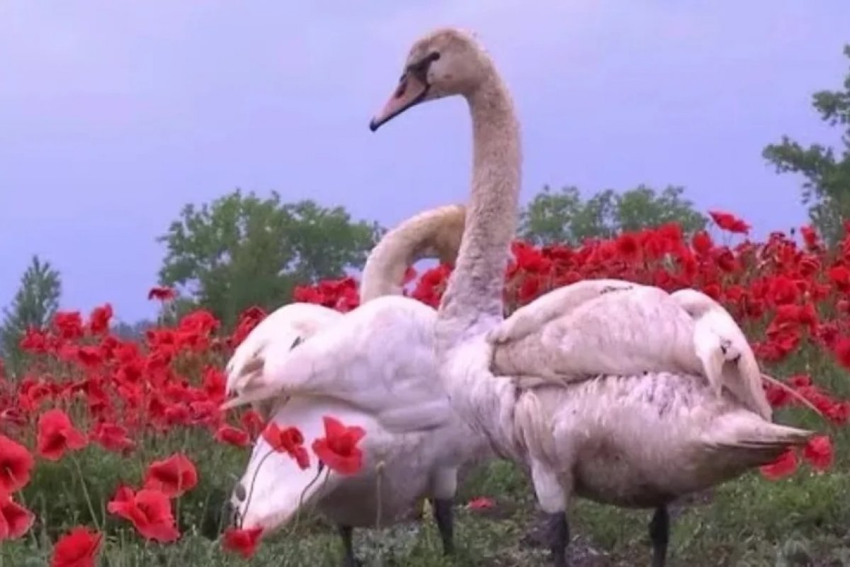 Na Eslováquia, cisnes invadem campo de papoulas e ficam viciados em ópio
